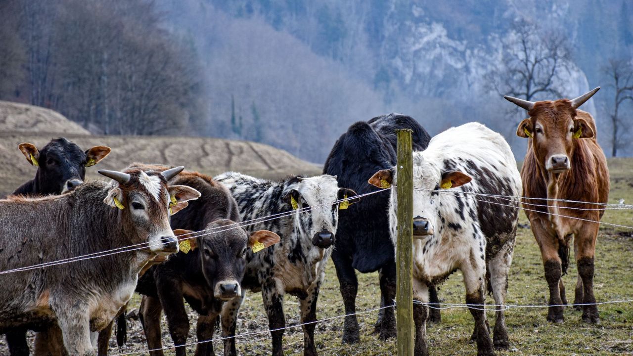 Zebu Rinder Zucht Zebu Rinder Zucht
